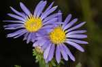 Southern pine aster